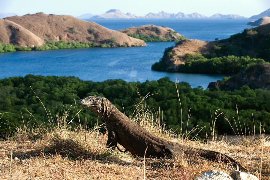 Pulau Rinca: Destinasi Wisata Taman Nasional Komodo: Berpetualang di Taman Habitanat Satwa Terbesar di Dunia