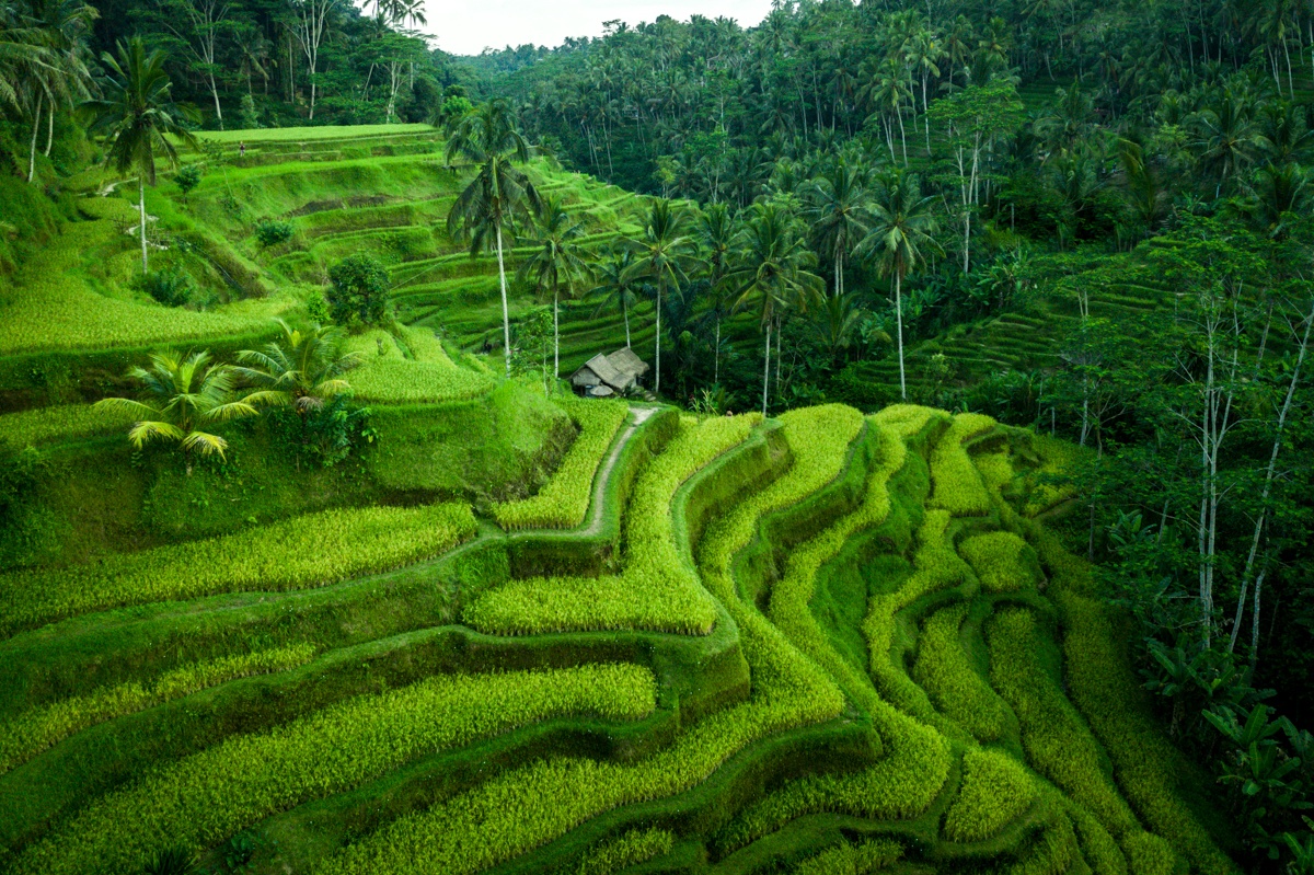 Tegallalang Rice Terrace, Destinasi Wisata