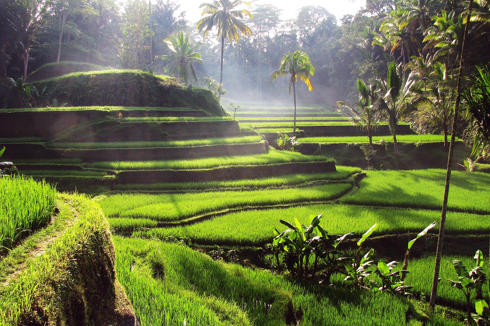 Tegallalang Rice Terrace: Destinasi Wisata Tempat-tempat Menarik untuk Dikunjungi di Bali