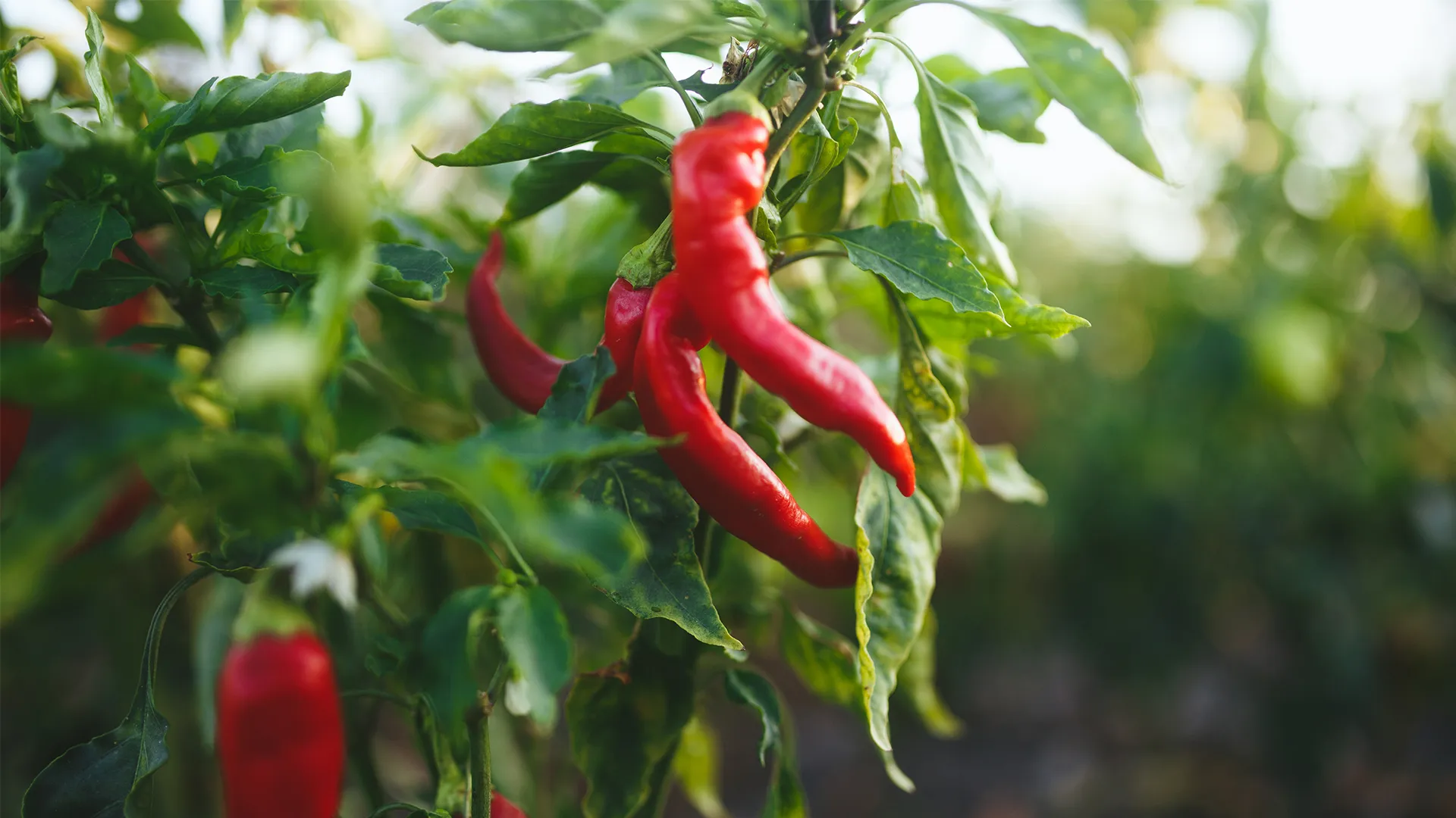 Chili Peppers: Supercharge Your Immune System Today